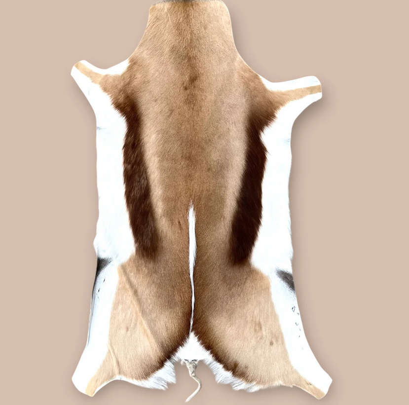 Springbok hide showcasing natural patterns and colors, ideal for decor.
