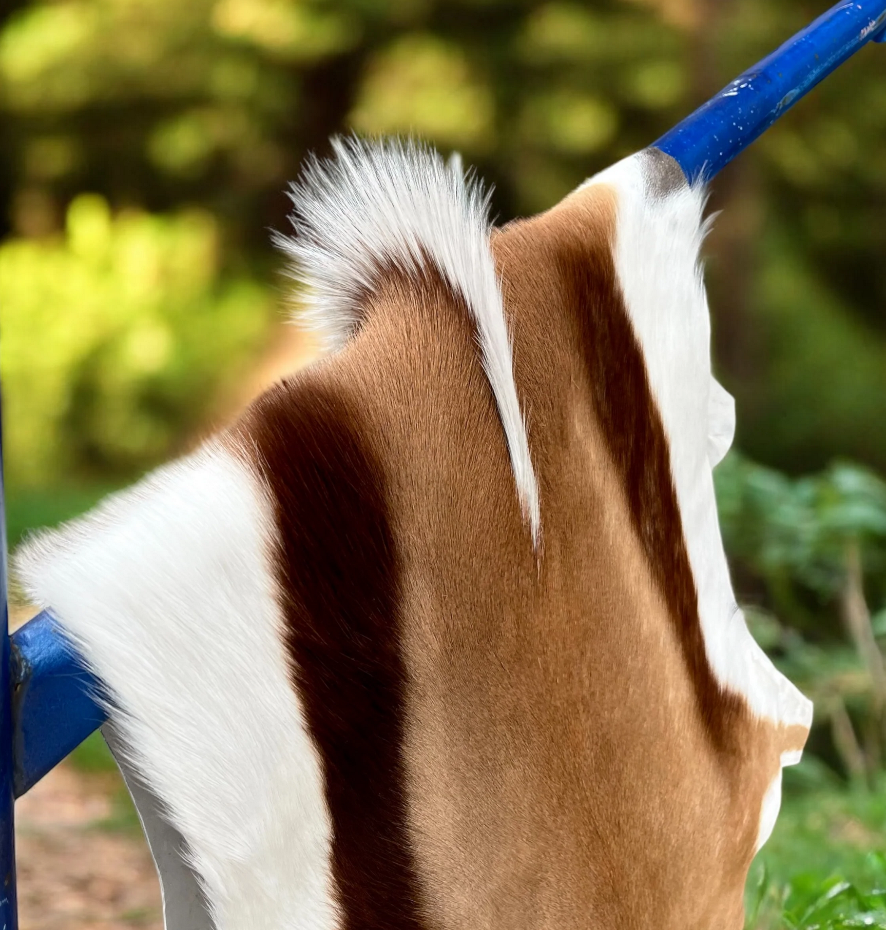 Natural springbok hide with brown and white fur draped over blue railing outdoors